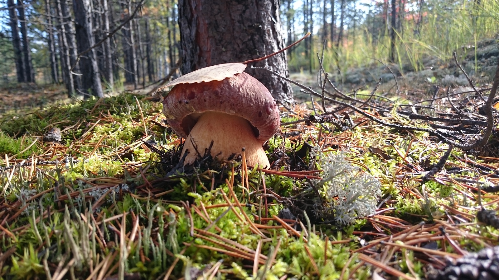 Белые грибы в лесу